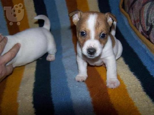 Beagle - Μπιγκλ καθαροαιμα και υιγιεστατα κουταβια στις καλυτερες τιμες 6979314054...